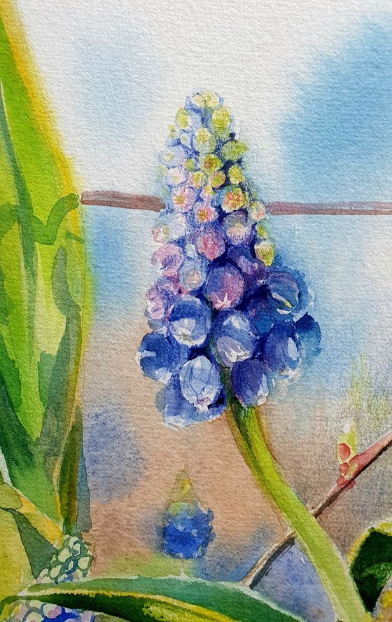Spring Awakening Blue Muscari in Watercolor