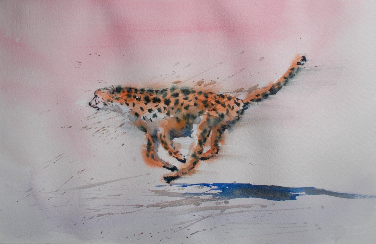 cheetah by Giorgio Gosti