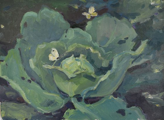 Cabbage