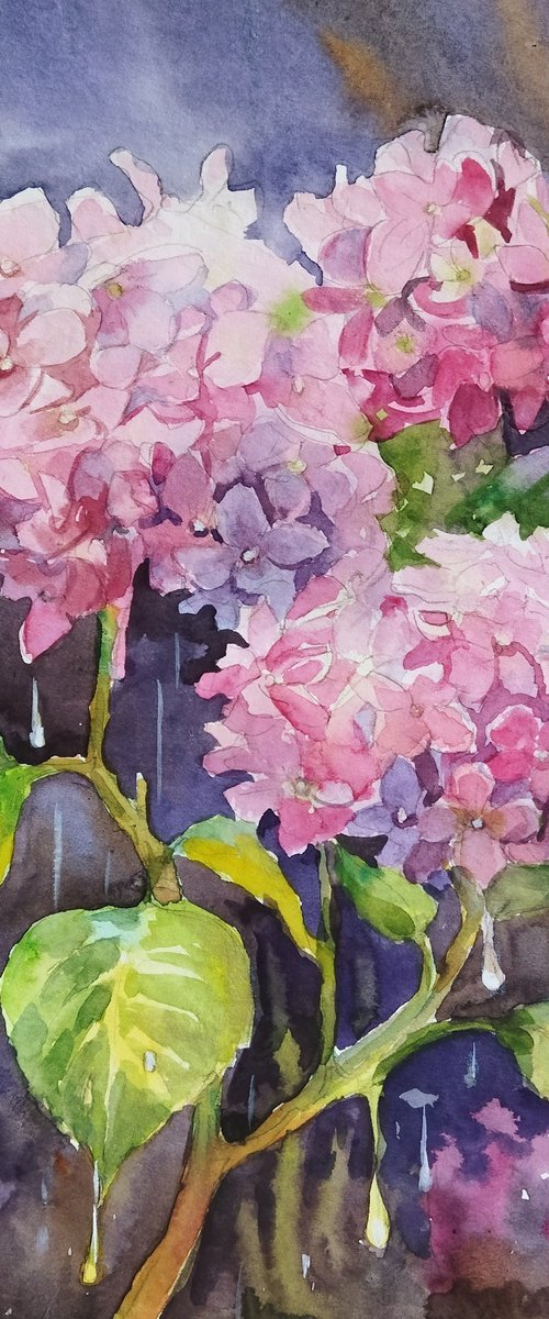 Hydrangea after the rain by Ann Krasikova