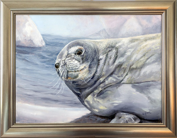 Weddell Seal Antarctica by Una Hurst | Artfinder