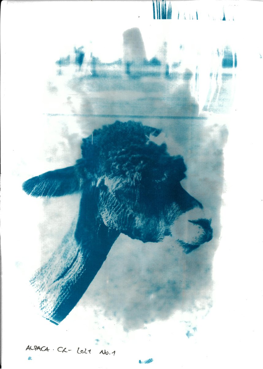 Cyanotype - Alpaca No.1 by Reimaennchen - Christian Reimann