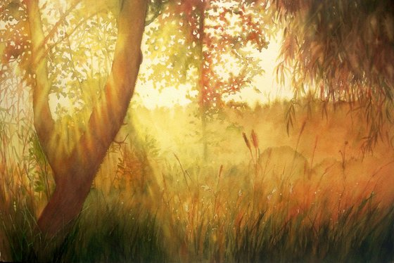 Beautiful Gold Sunlight at Misty Sunrise in the Forest