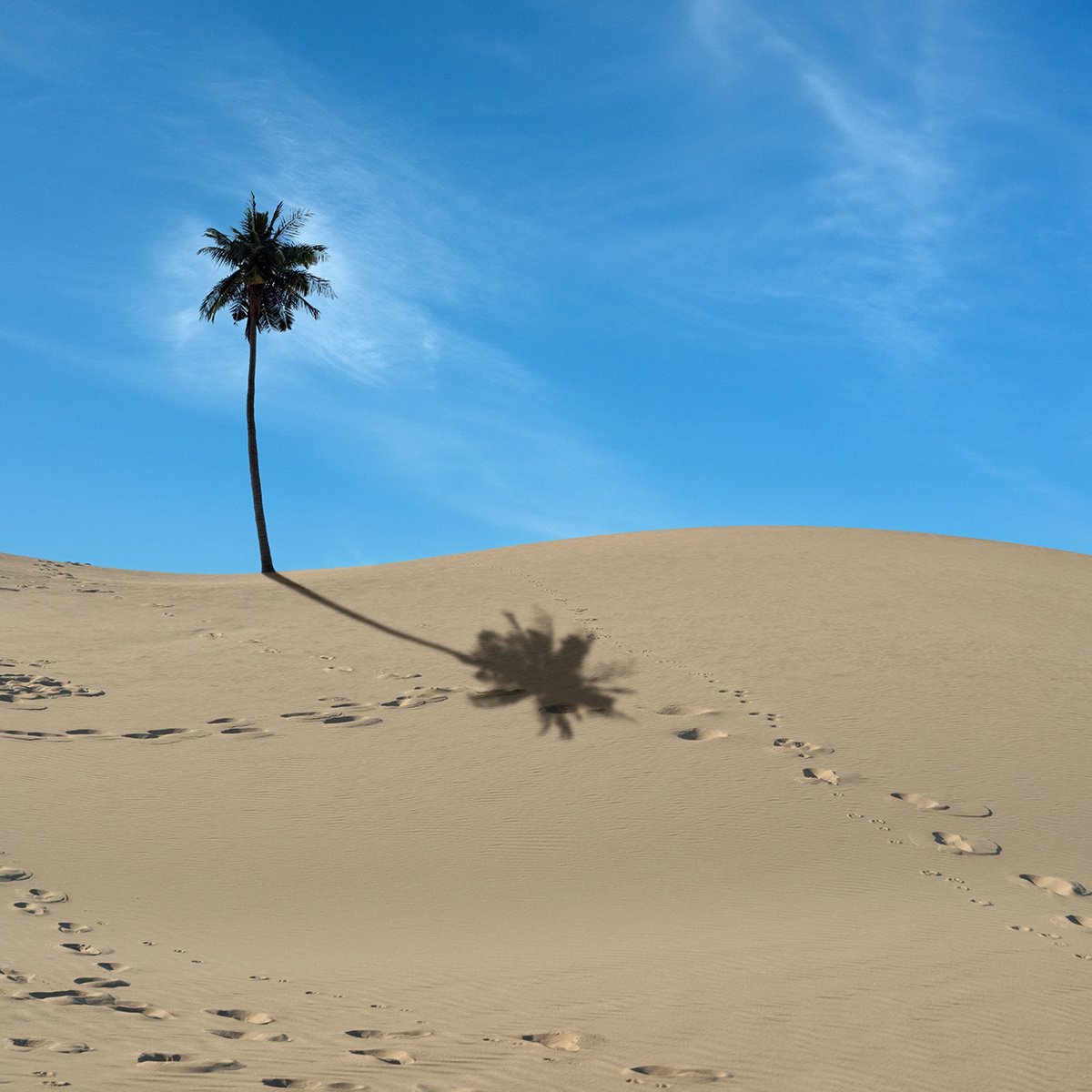 Palm tree by Jacek Falmur