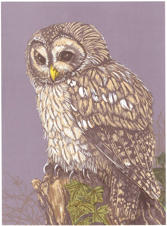 Tawny Owl