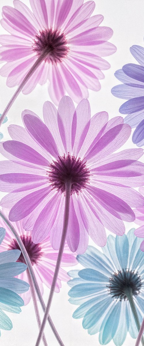 Translucent 33 by MICHAEL FILONOW