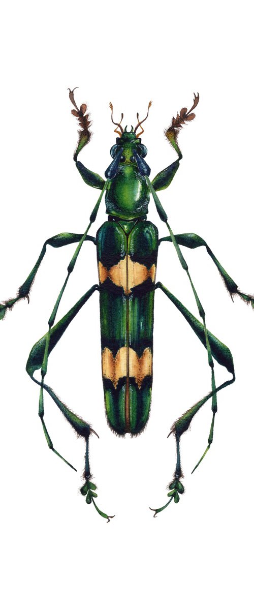 Polyzonus flavocinctus, long-horned beetle from Laos by Katya Shiova