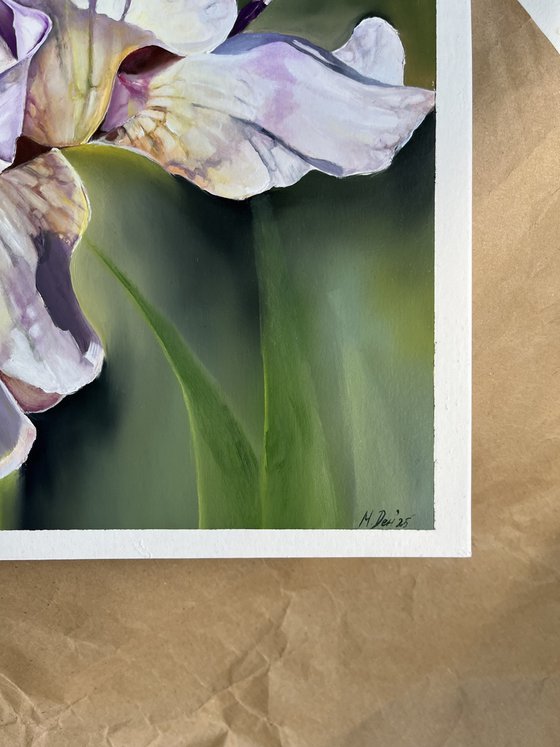 Purple White Irises