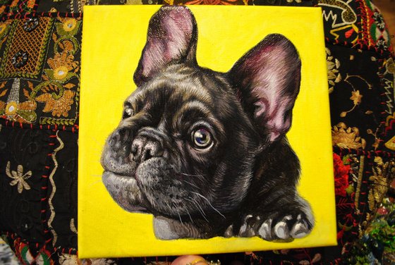 Portrait of a black french bulldog