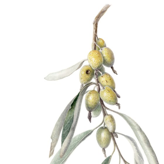 Branch of Elaeagnus Angustifolia