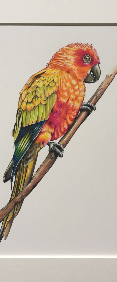 Sun Parrot by Karen Elaine  Evans