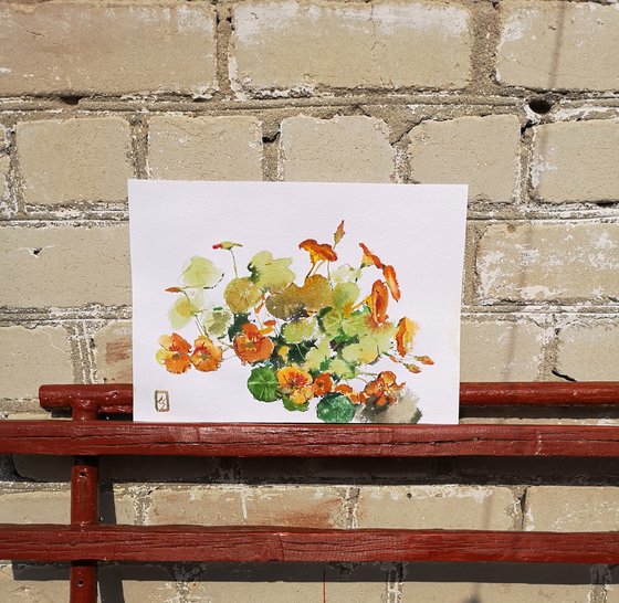 Nasturtium