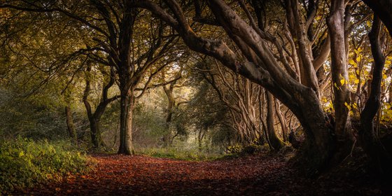 Old Beech Hedges