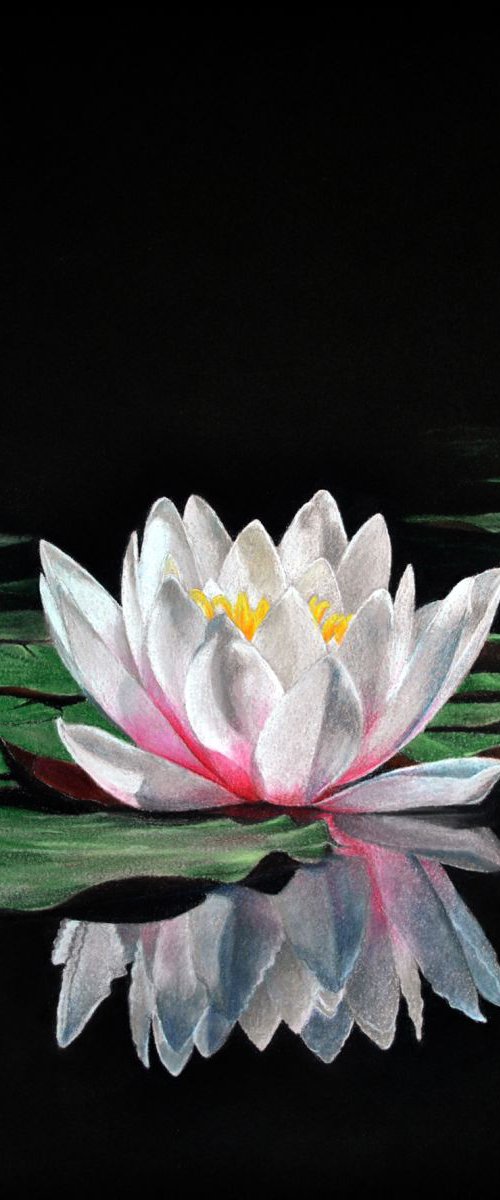 Waterlily reflection by Ivan Jones