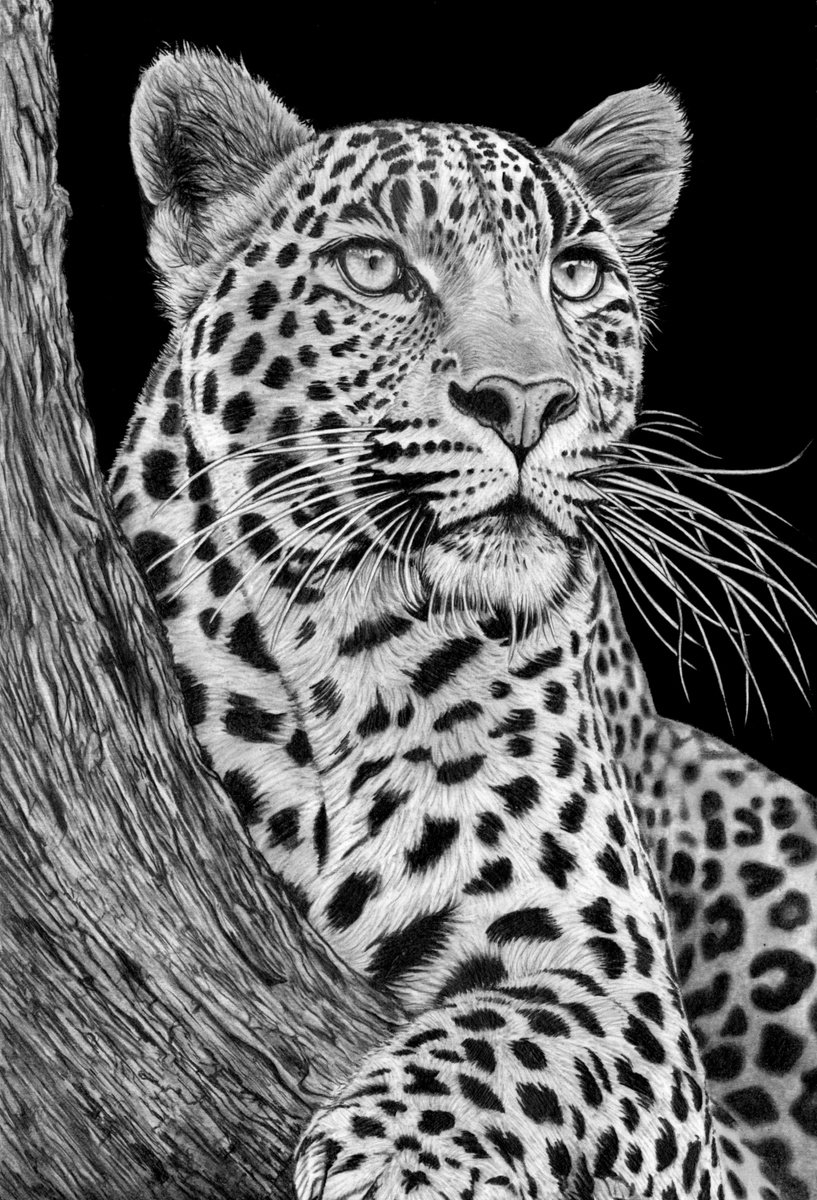 Photorealistic Pencil Drawing , Resting Leopard 2026 By Paul Stowe, 13 X 20, Artwork For Sale On Artfinder