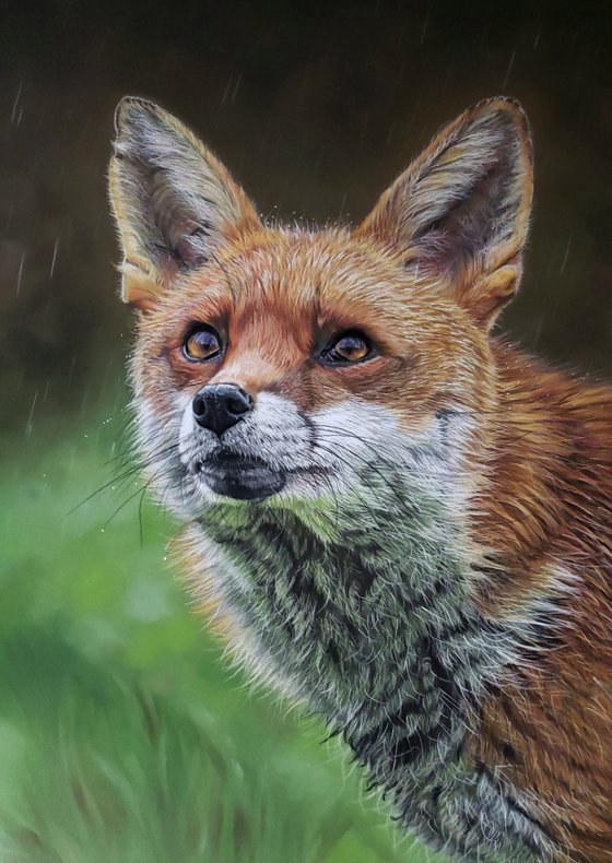 “Fox in the Rain”