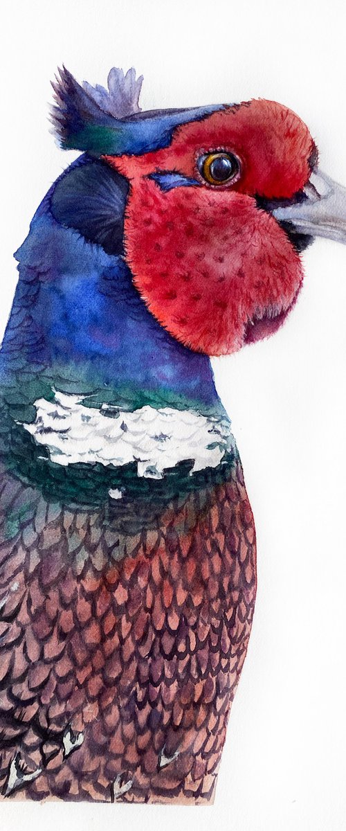 Portrait of crested pheasant by Tetiana Savchenko