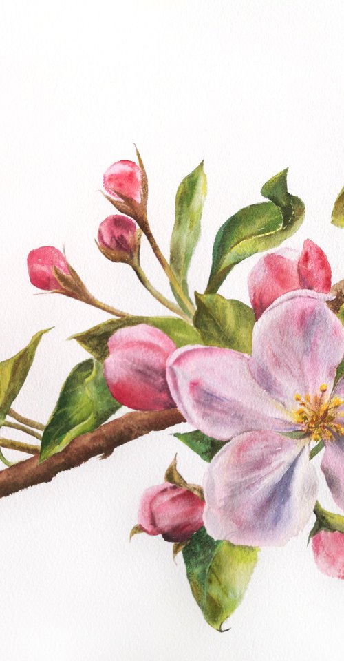 Sakura, cherry blossom, pink flowers watercolor painting by Olga Grigo