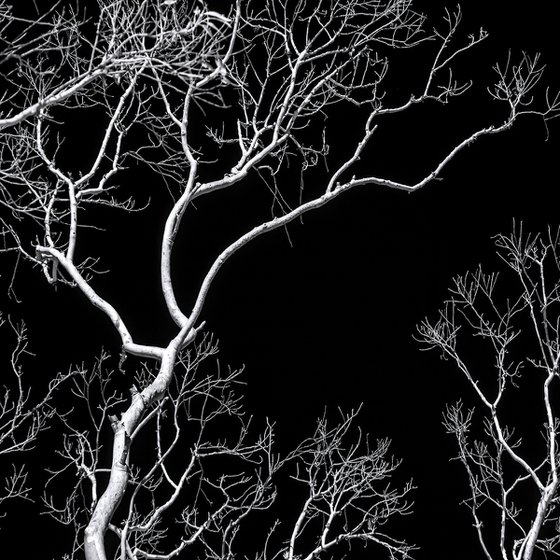 Veins of Light