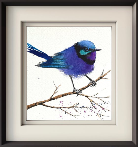 Splendid ultramarine Fairywren