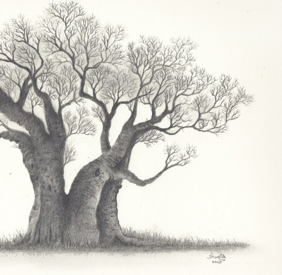 Baobab Tree