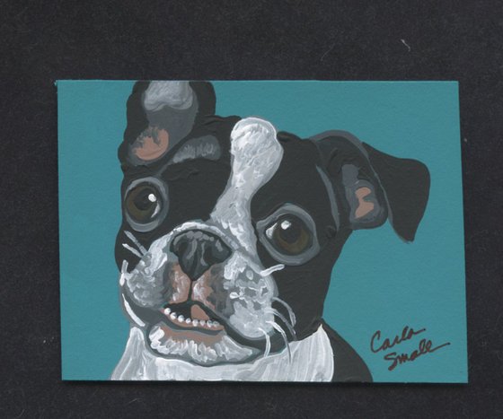 Boston Terrier