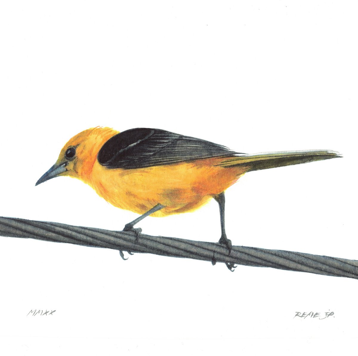 BIRD XXXI by REME Jr.