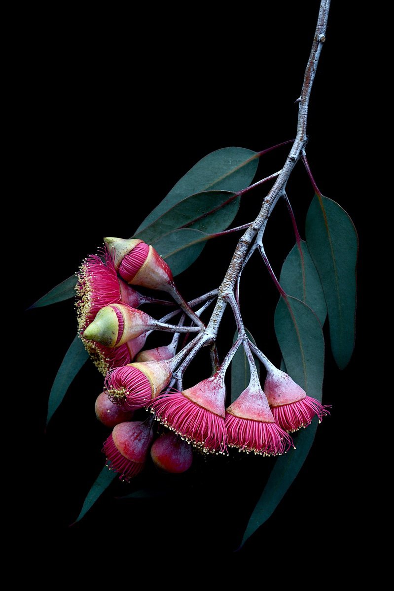 Botanical Photograph By Nadia Culph, 24 X 35", In The Pink, Original Artwork