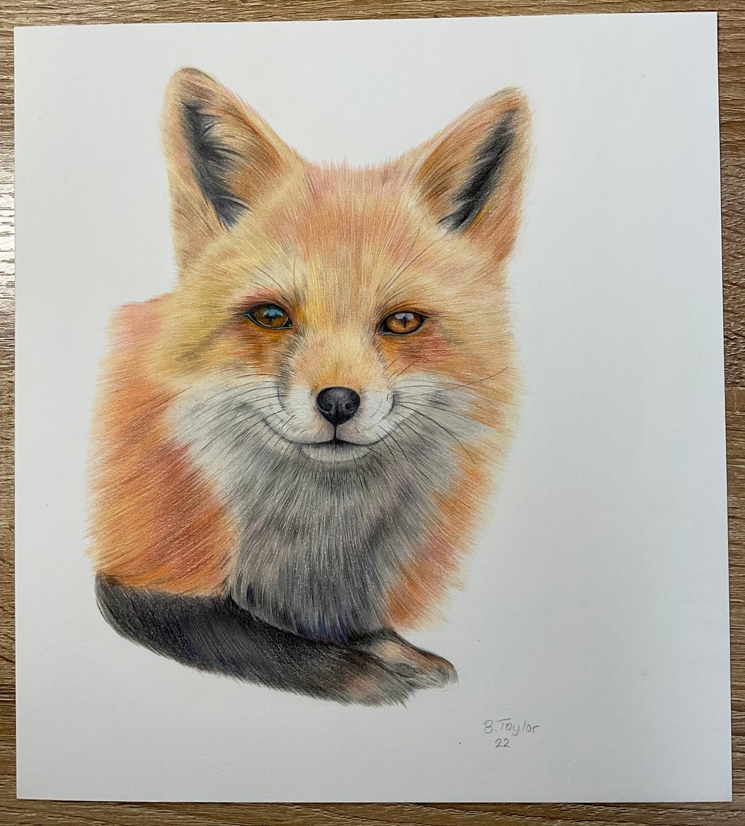 Fox drawing number 2 by Bethany Taylor