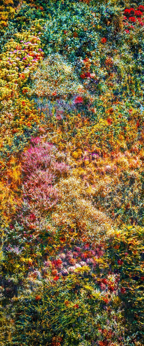 Wall of Nature I (Framed) by Viet Ha Tran
