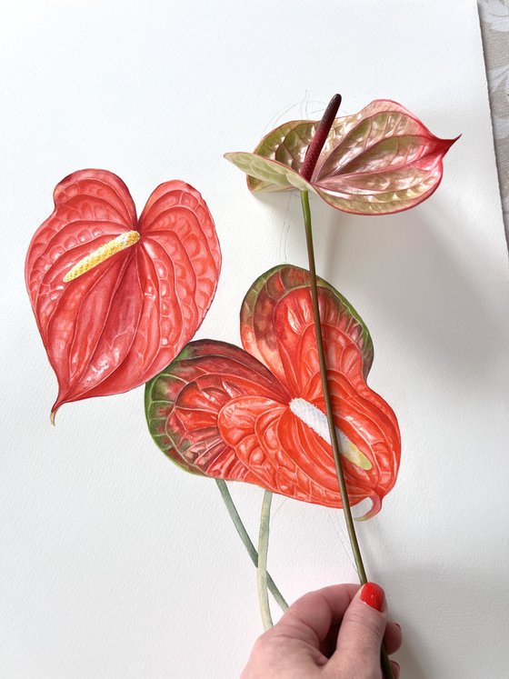 Anthuriums.