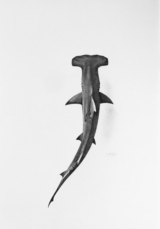 Hammerhead shark
