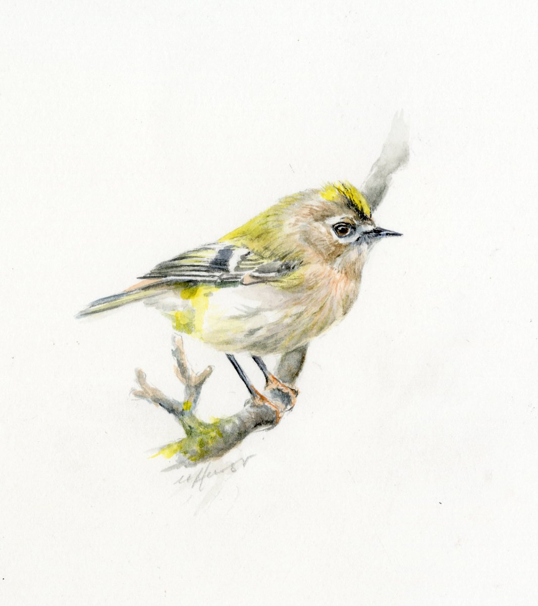 Goldcrest bird by Una Hurst