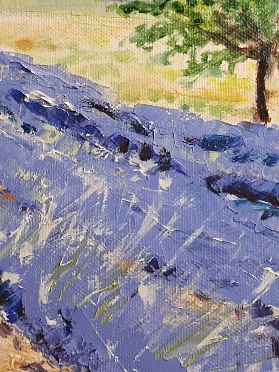 Lavender vineyard