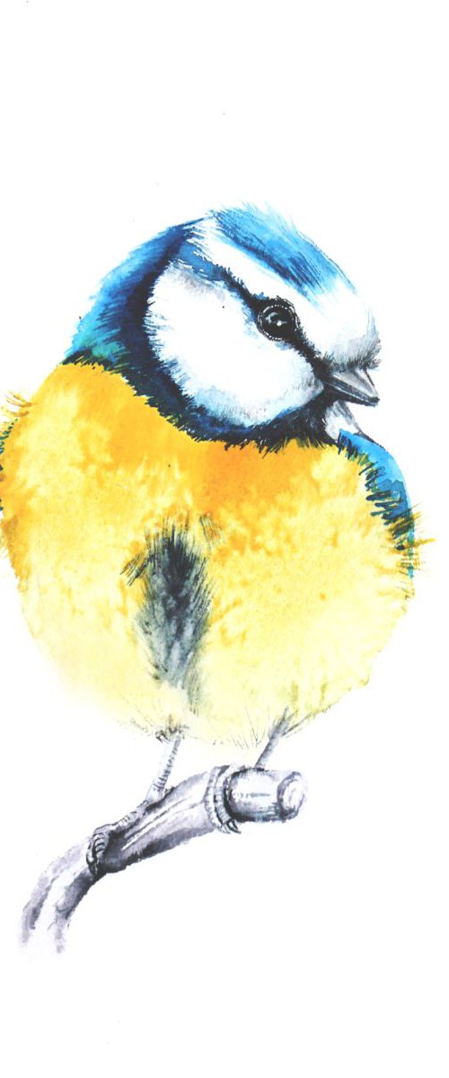 Blue Tit, wildlife, birds and nature watercolour by Karolina Kijak