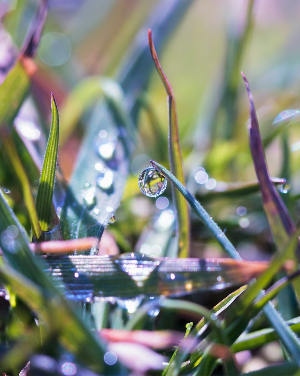 Rainbow morning - dreamy macro photography of dewdrops in the grass. by Inna Etuvgi