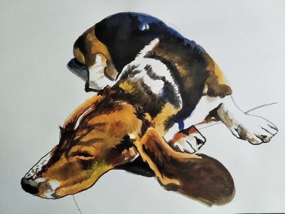 Basset Hound