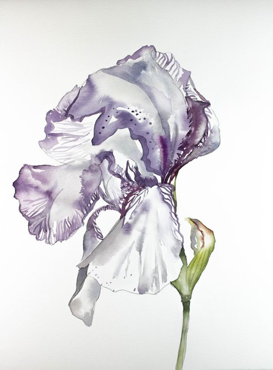 Iris No. 70