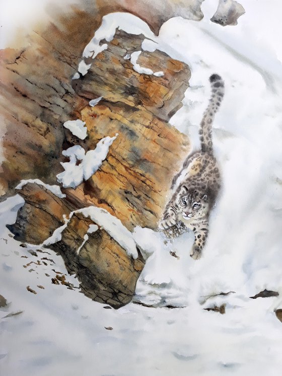 Snow leopard -  Snow Leopard on Mountain side - ghost of the mountain