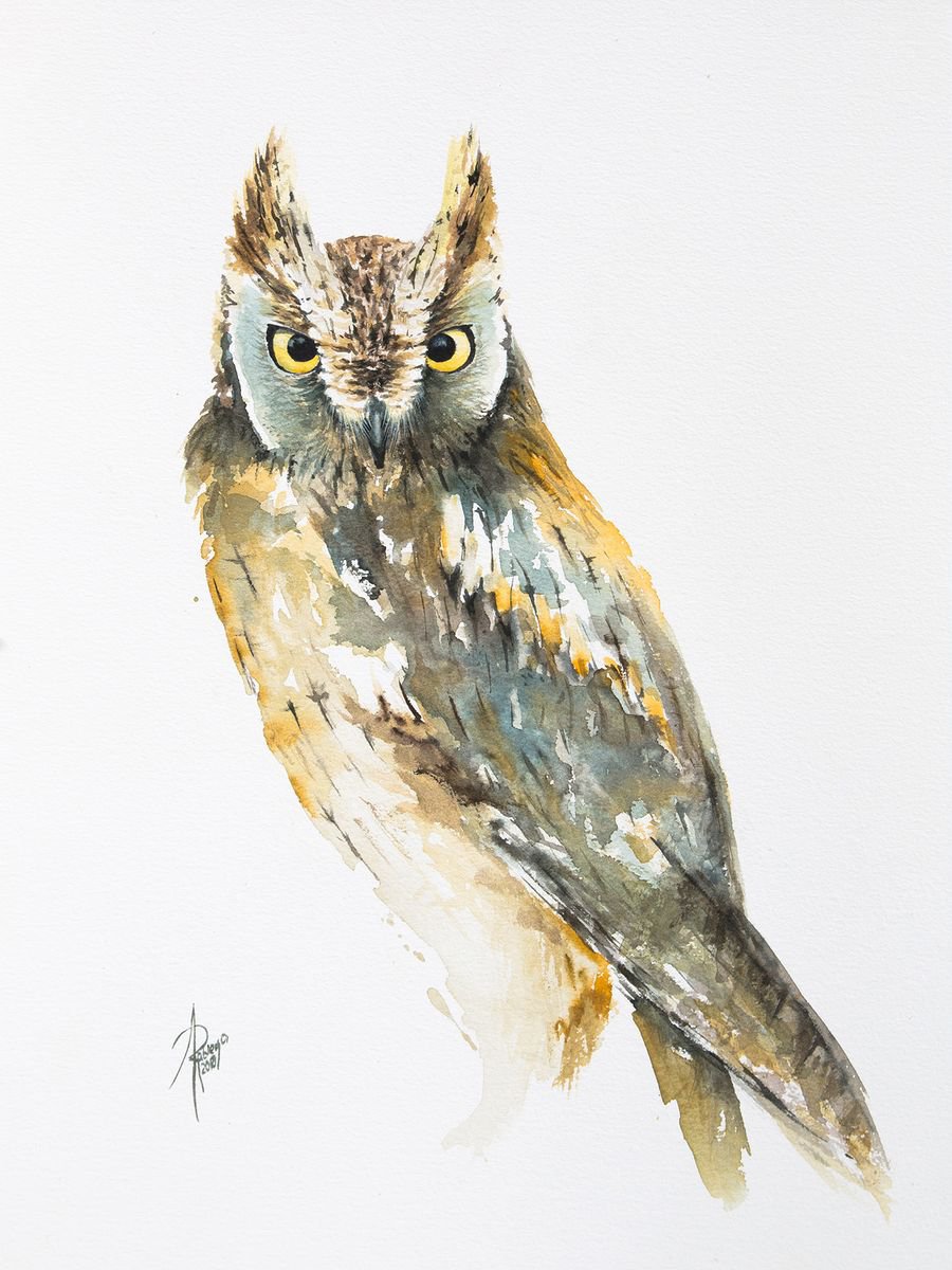 Watercolour , Scops Owl By Andrzej Rabiega, 12 X 16, Artwork For Sale On Artfinder