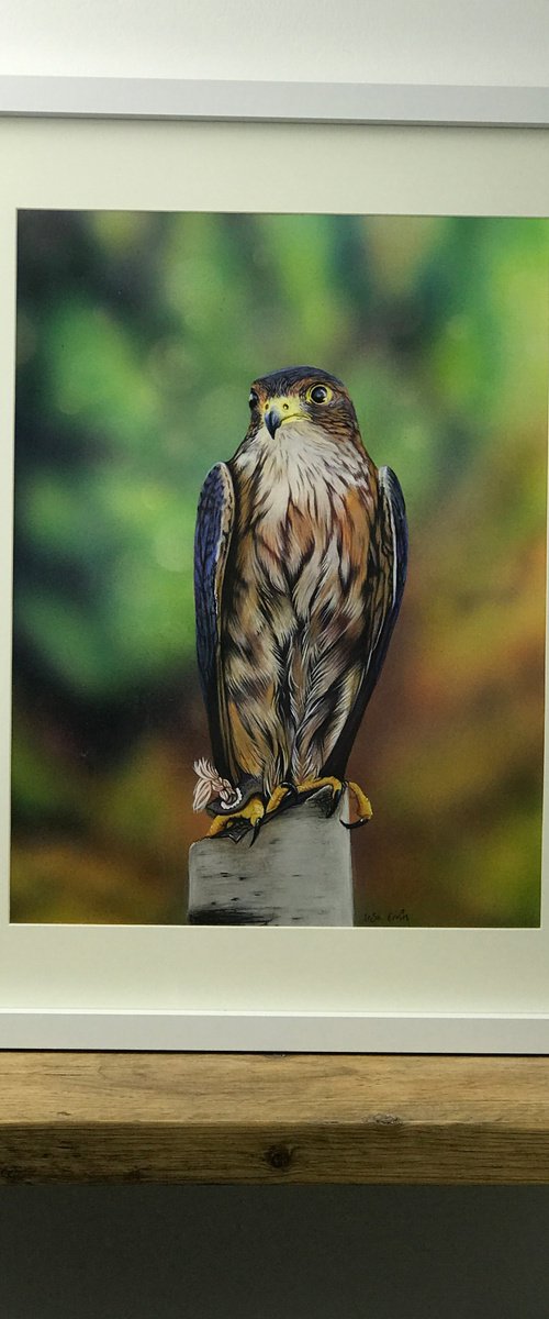 Merlin the falcon by Irsa Ervin