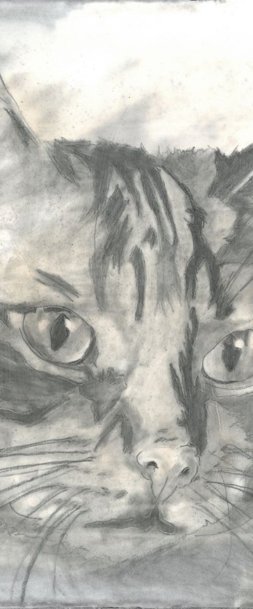 Cat | Animal Painting by Ricardo Machado