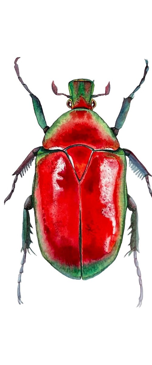 Red beetle. by Nataliia Kupchyk