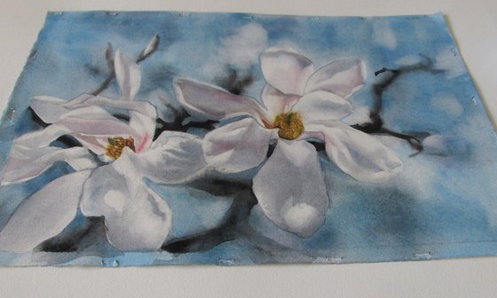 morning magnolia