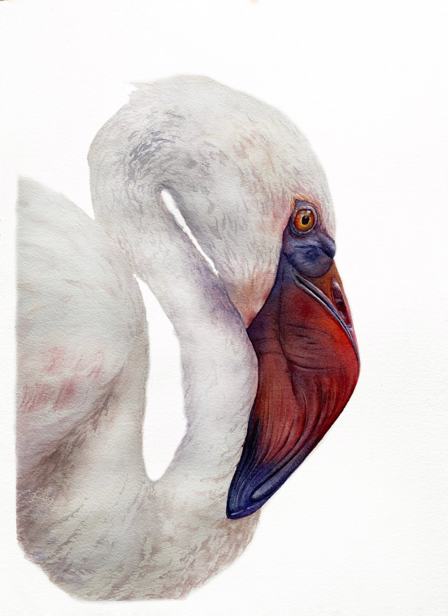 Photorealistic Animal Watercolour By Tetiana Savchenko, 11 X 15", Elegant Flamingo, Bird Portrait, Original Artwork
