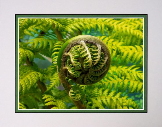 Tree fern