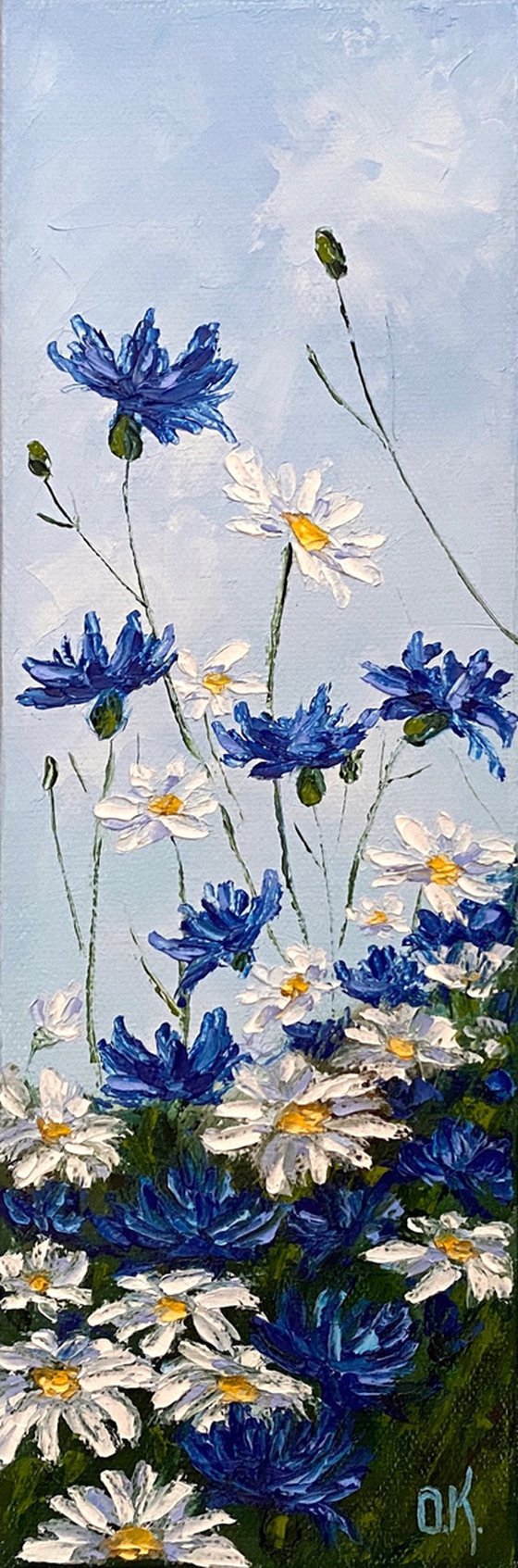 Cornflower-daisy field