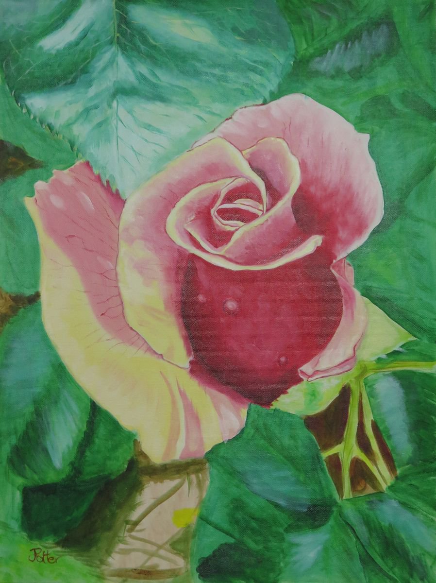Rose by James Potter