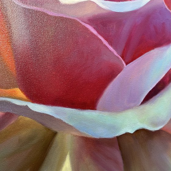 Radiance of the Morning Rose