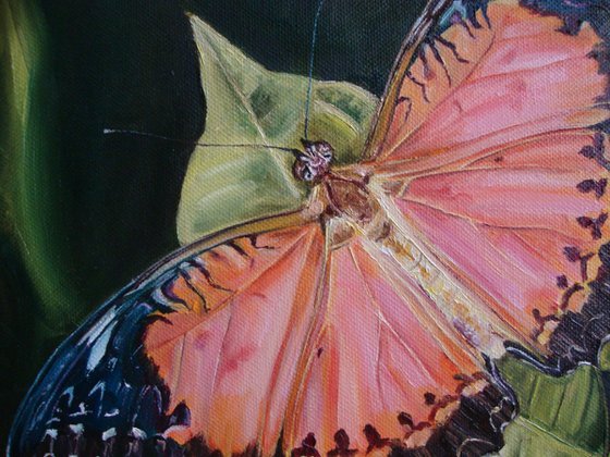 Orange butterfly